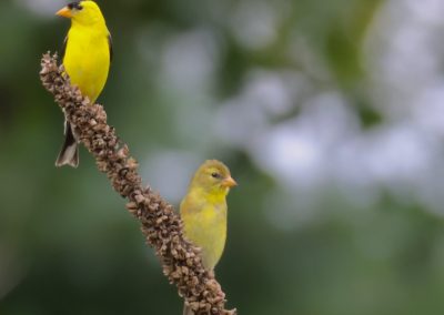 Birds