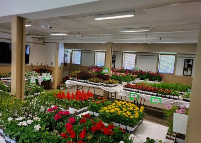Flower Sale