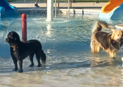 Pool Day for the Dogs